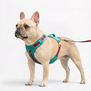 French Bulldog no-pull harness and leash set with a padded chest panel