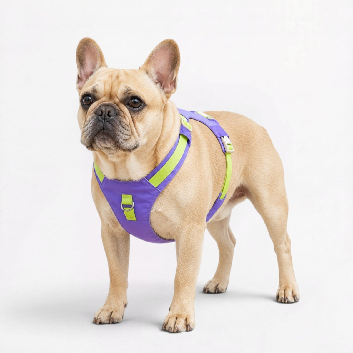 French Bulldog harness with reflective strips along the straps for headlight visibility