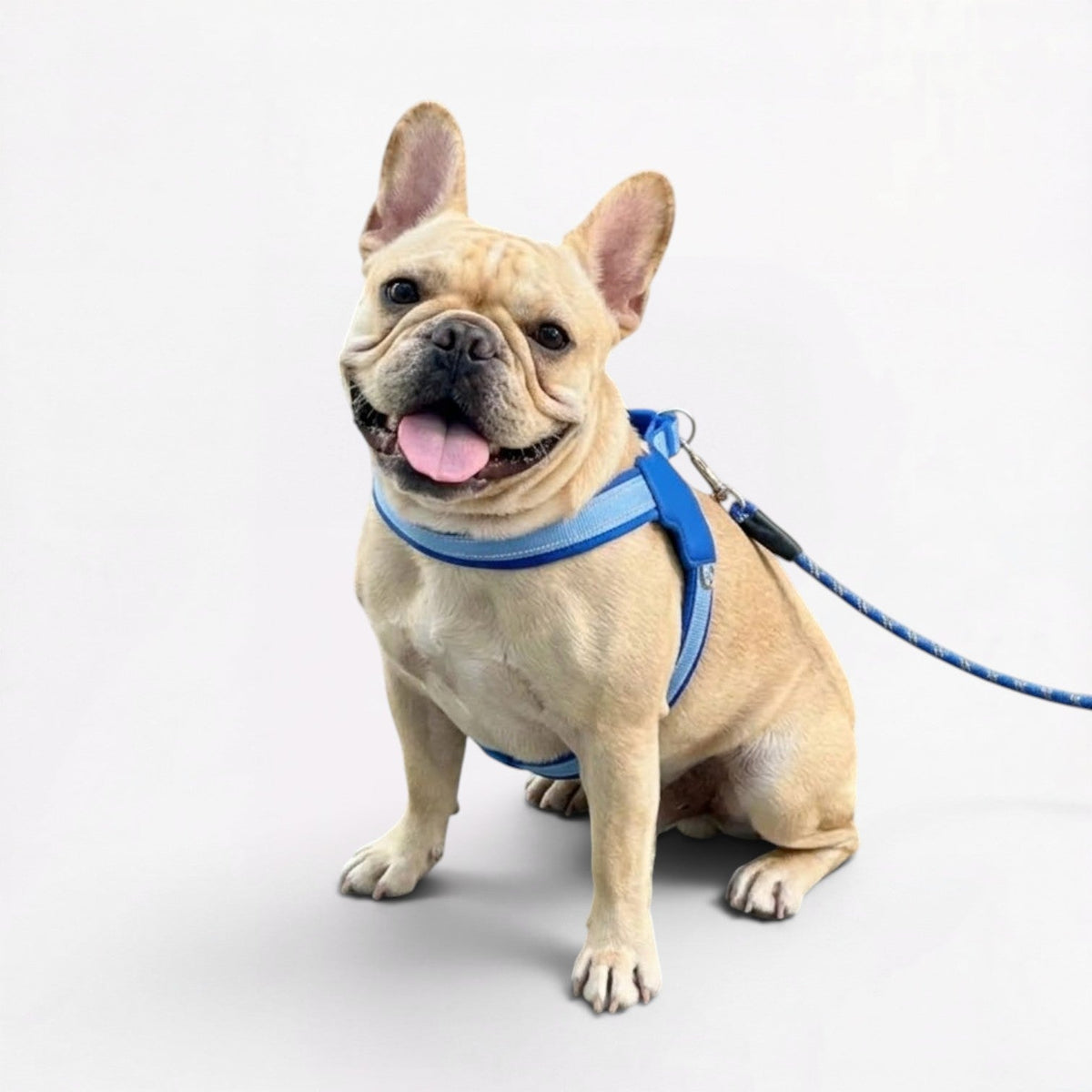 French Bulldog harness with SBR padding resting on the coat instead of pressing into it