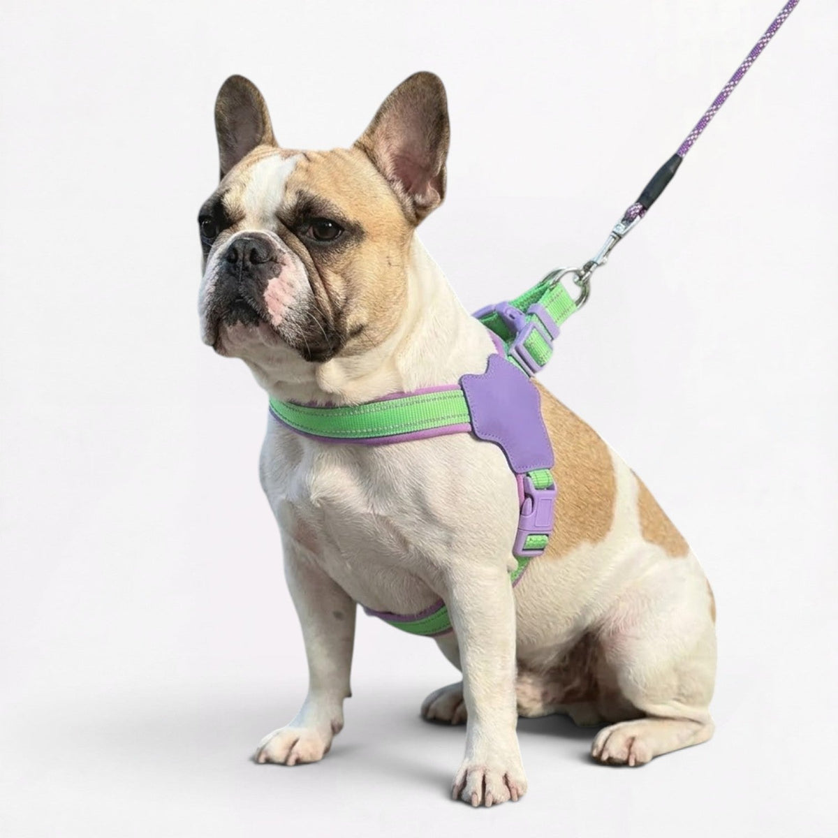 French Bulldog rope leash with a cushioned handle, matching the padded harness