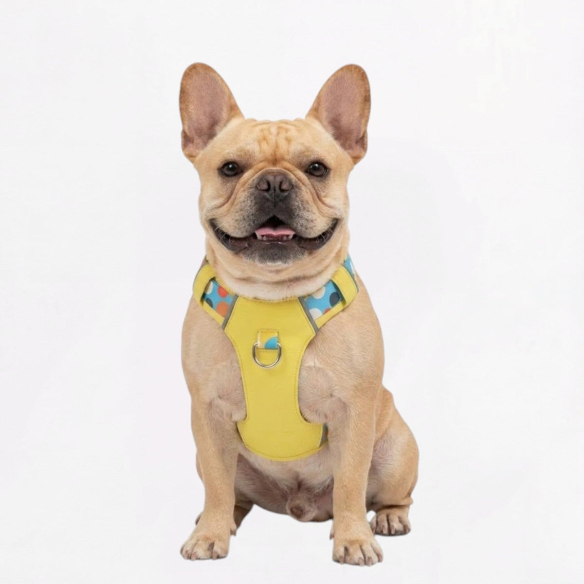 French Bulldog vest harness with a built-in grab handle on top
