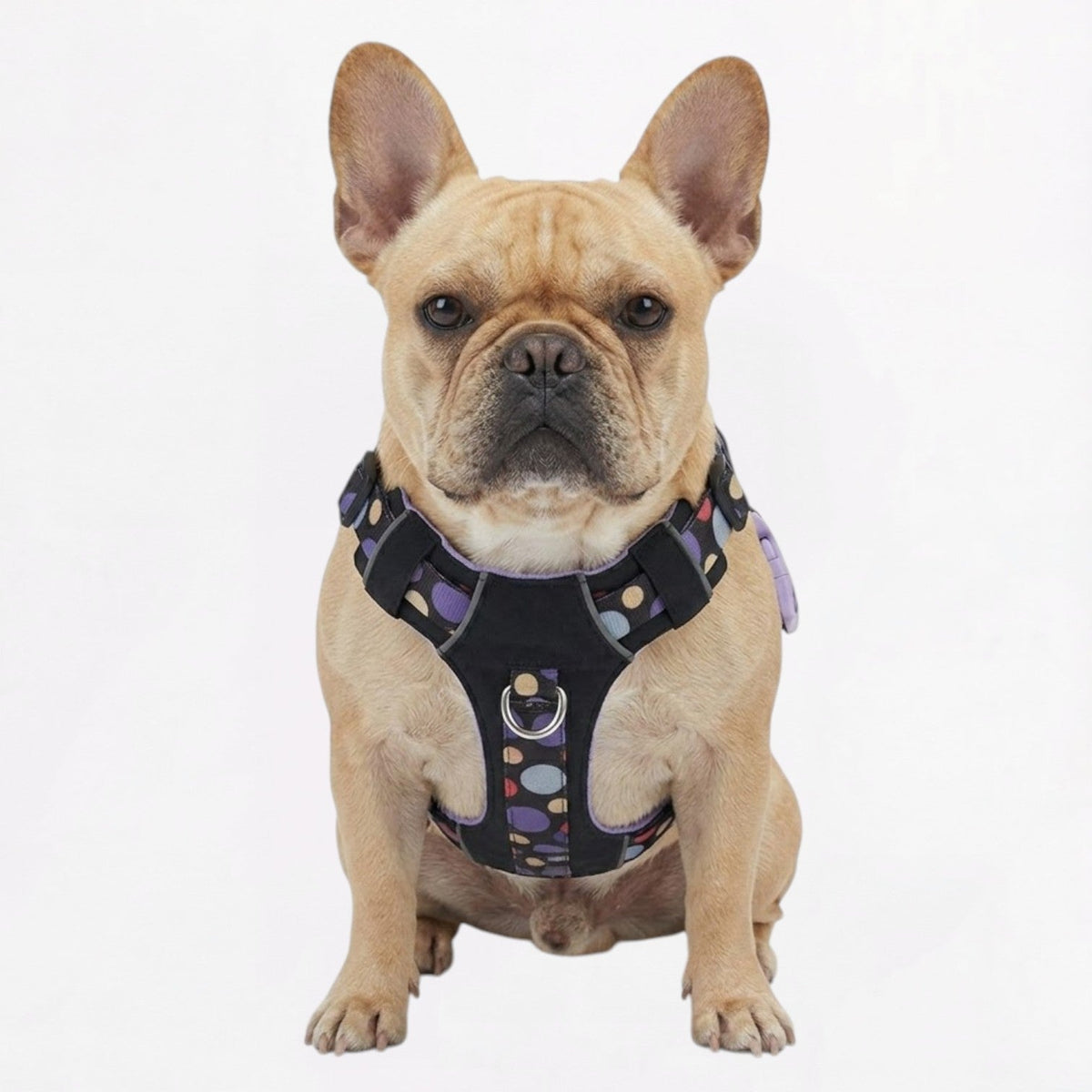 French Bulldog harness in a wrap-around vest shape closing on a snap buckle