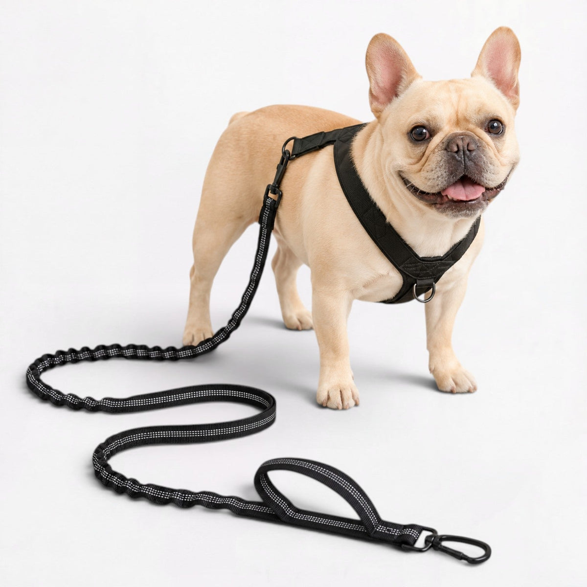 Frenchie bungee leash that stretches to absorb a sudden pull