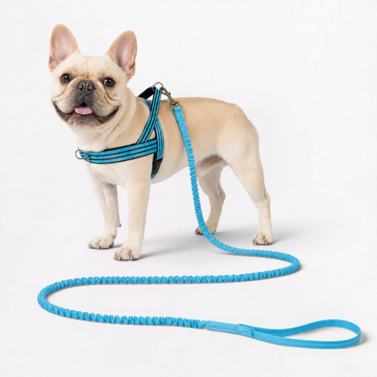 Checkered Frenchie harness and leash set with a soft padded inner lining