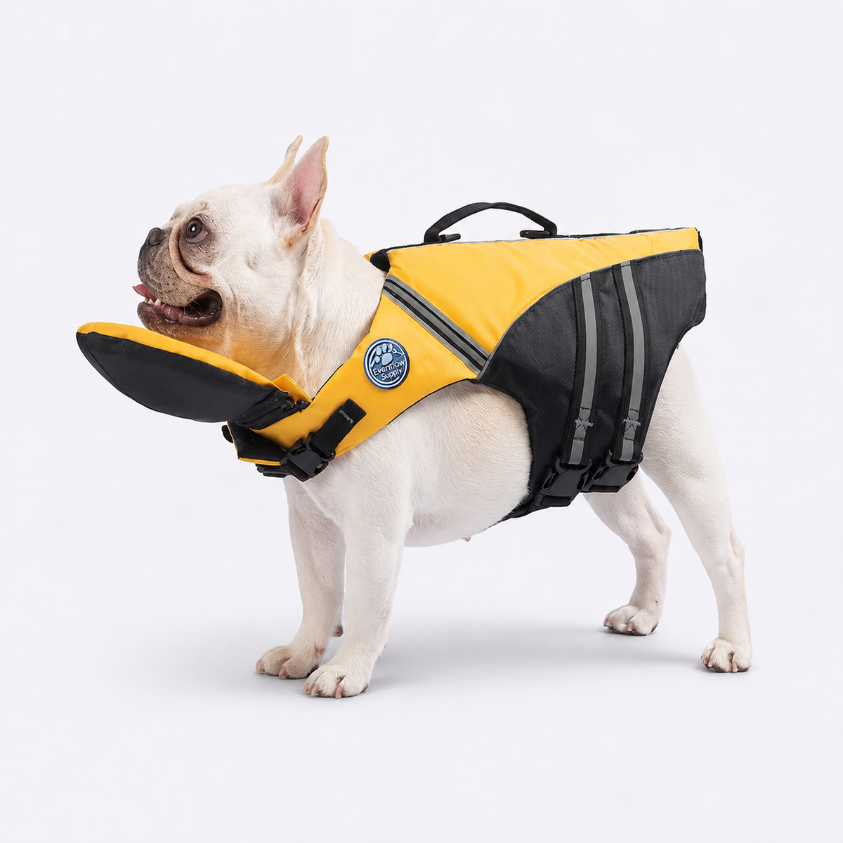 French Bulldog life jacket with adjustable chest and belly straps