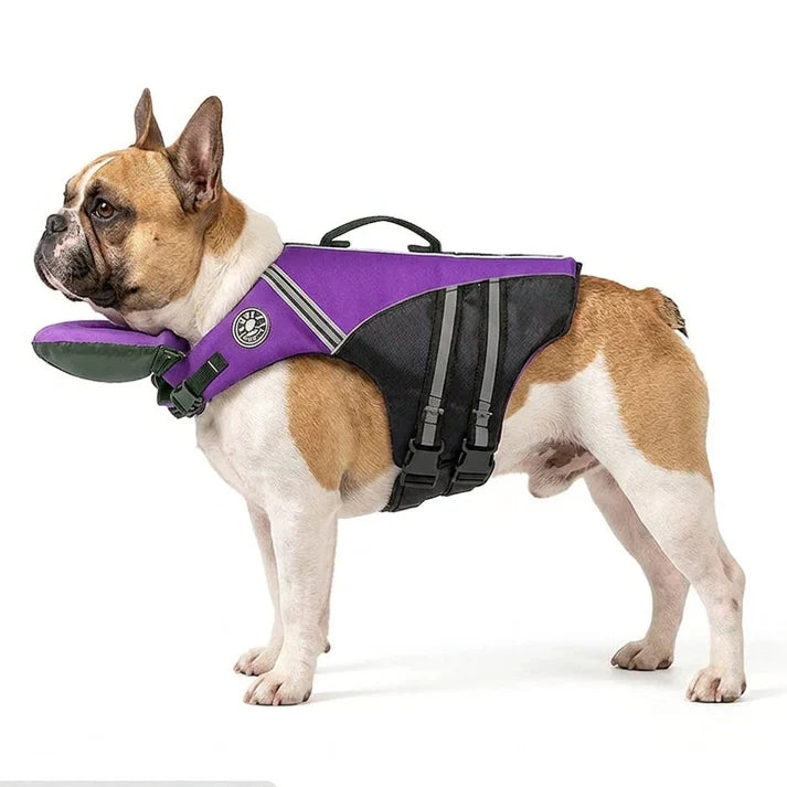 French Bulldog life jacket with reflective strips and a leash D-ring