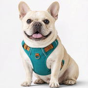 French Bulldog padded harness with a breathable mesh lining