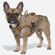 French Bulldog tactical harness and bungee leash set with breathable mesh lining