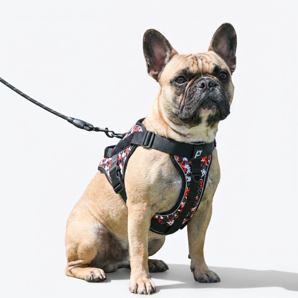 French Bulldog harness with breathable mesh lining for airflow under the panels