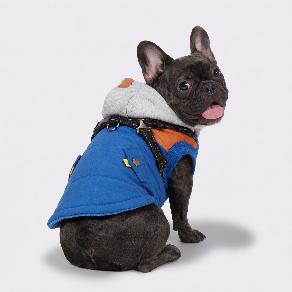 French Bulldog winter coat with an elastic belly panel and Velcro closure
