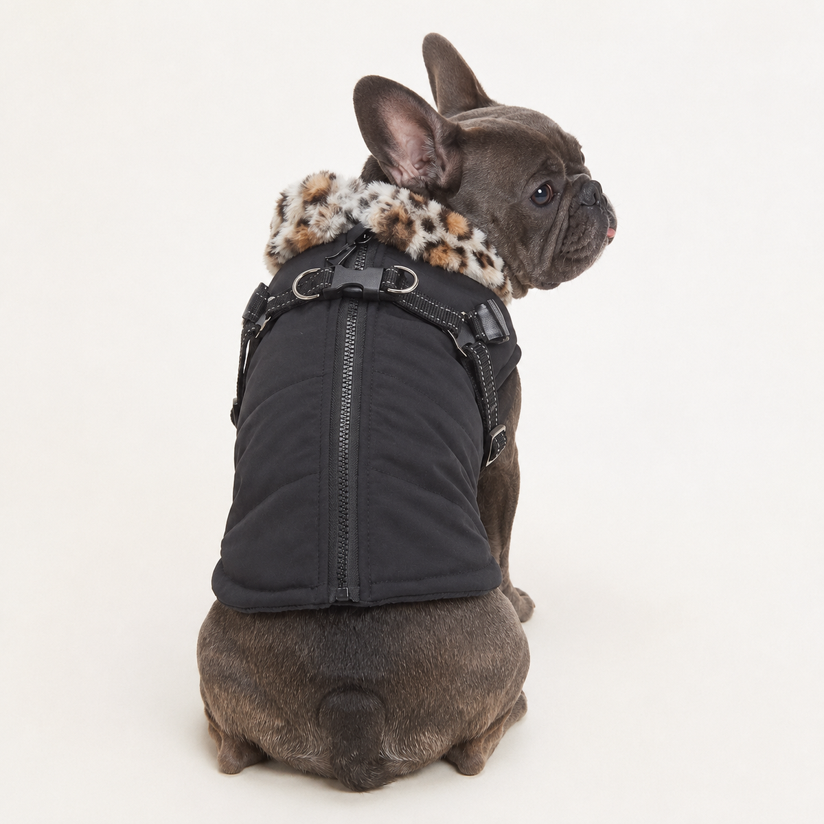 French Bulldog winter coat with cotton insulation and a full-length zipper