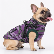 Waterproof French Bulldog winter coat with a harness built in