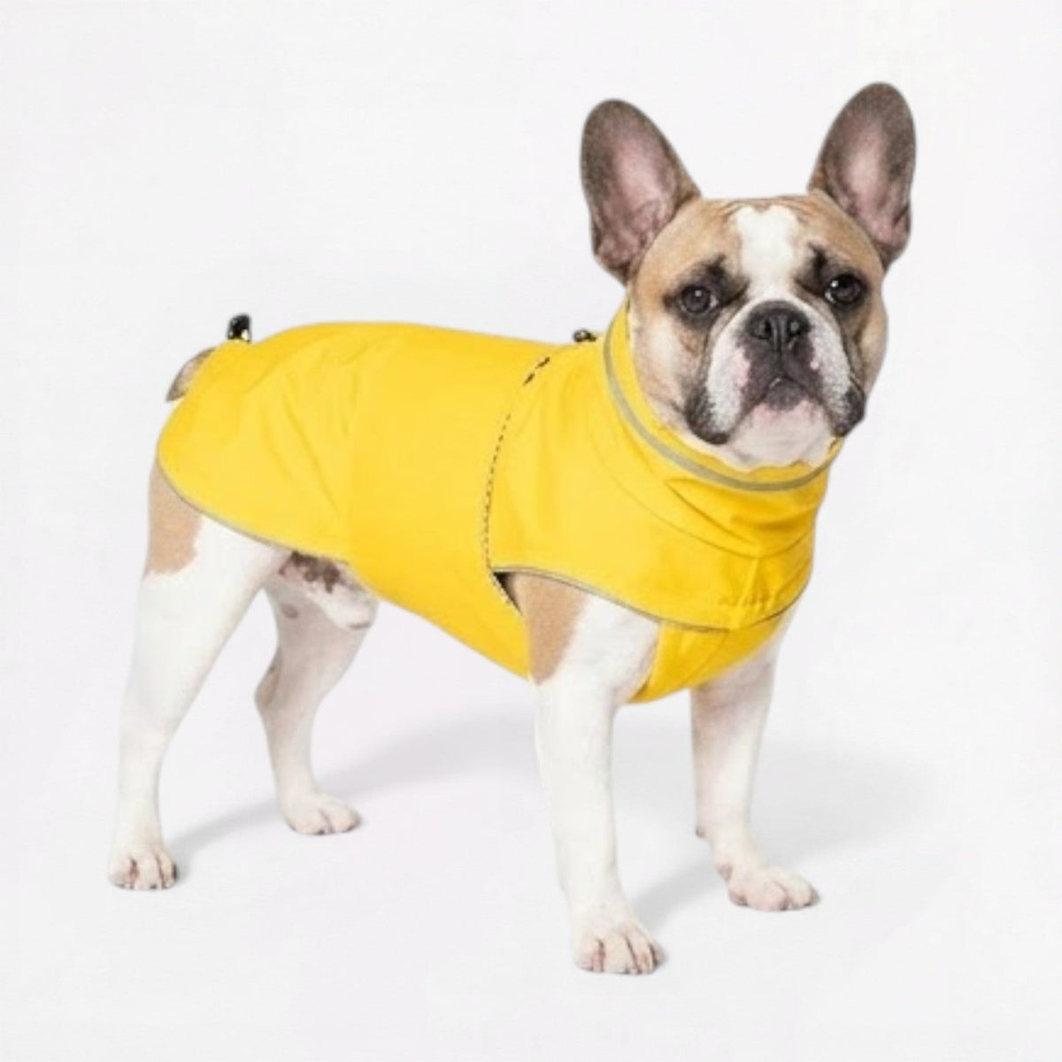 Waterproof breathable raincoat for French Bulldogs with reflective detailing