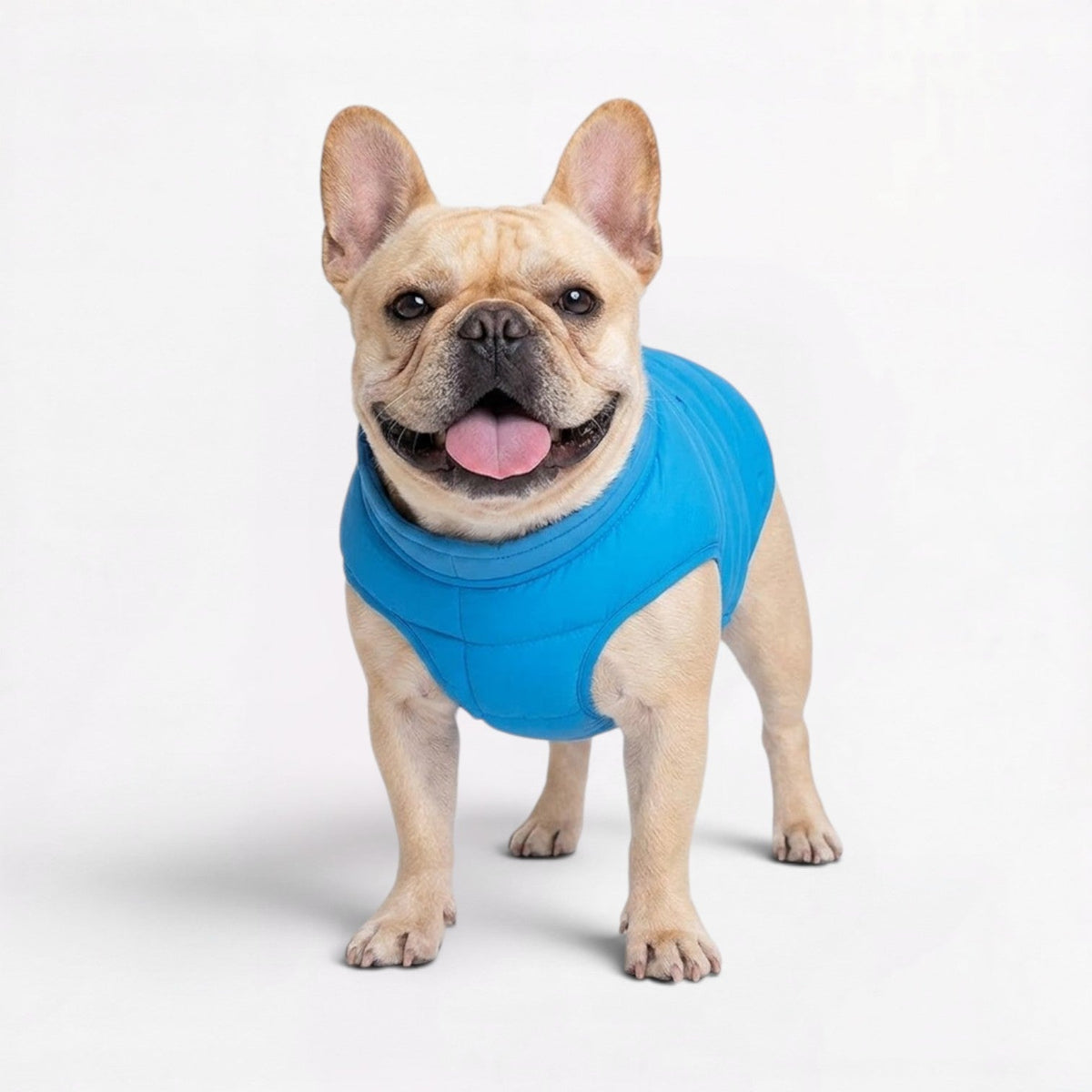 French Bulldog padded coat with a reflective strip for night walks