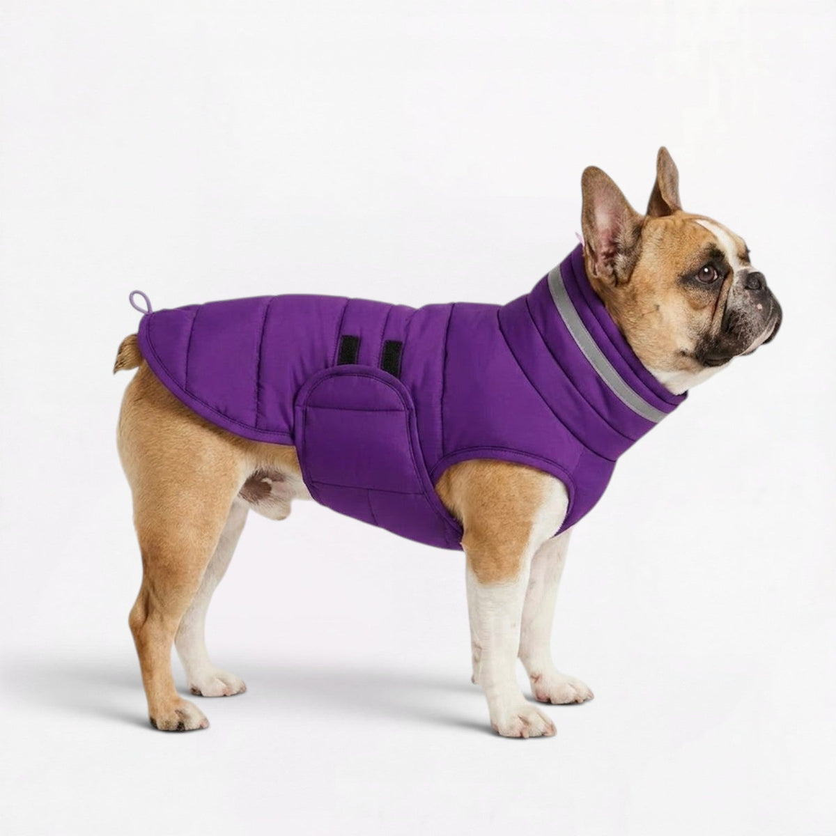 French Bulldog winter coat with a tall collar covering the neck and throat