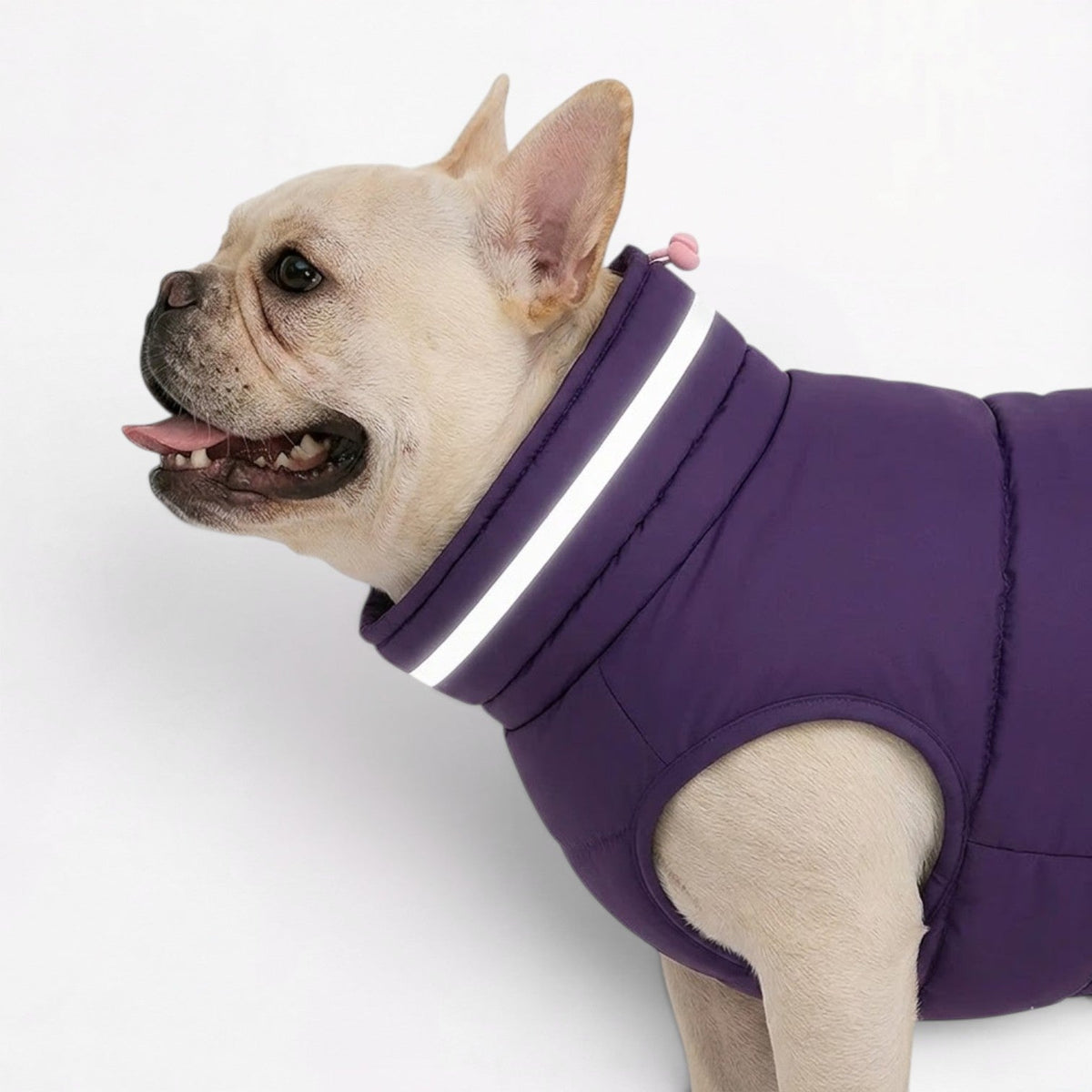Padded French Bulldog coat that adjusts around a wide ribcage