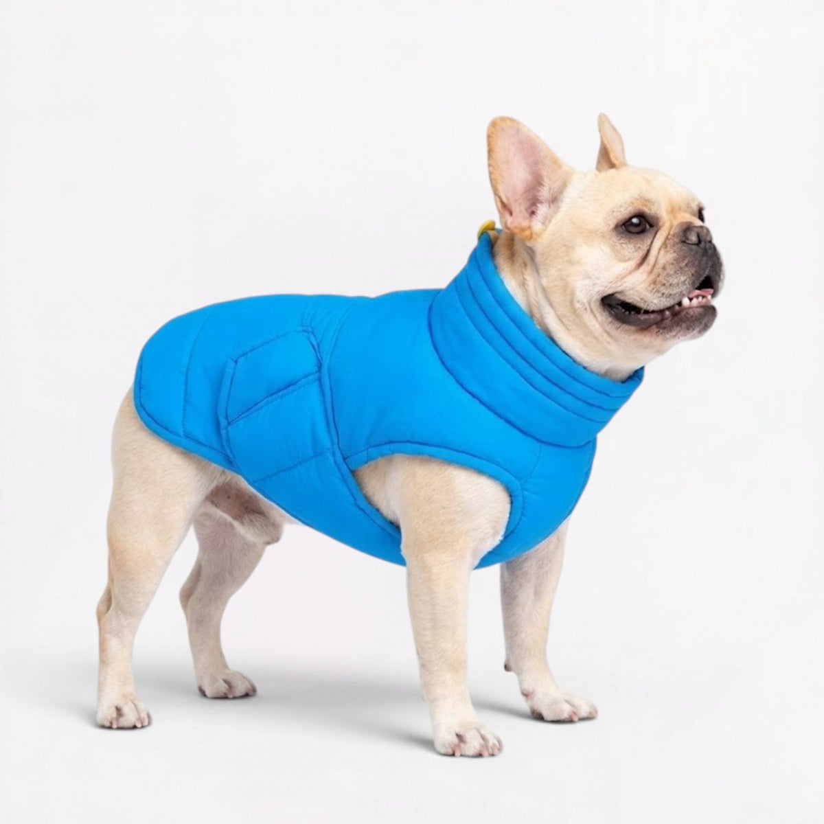 Padded cotton dog coat for French Bulldogs with a wrap-style closure