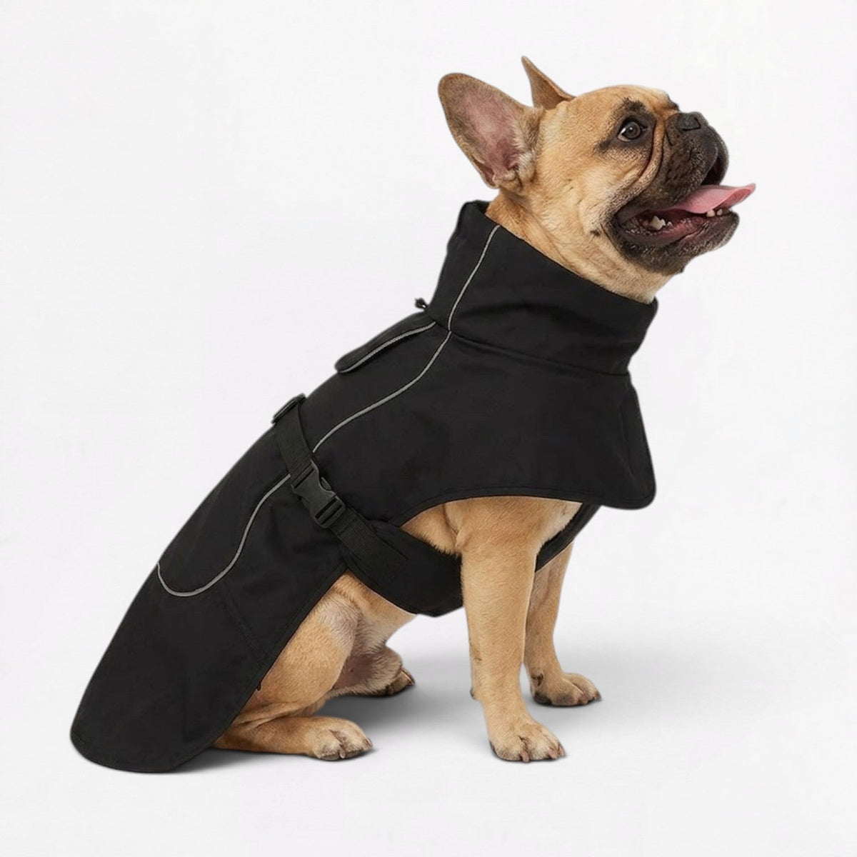 Water-resistant cotton French Bulldog jacket with reflective detailing for dark walks