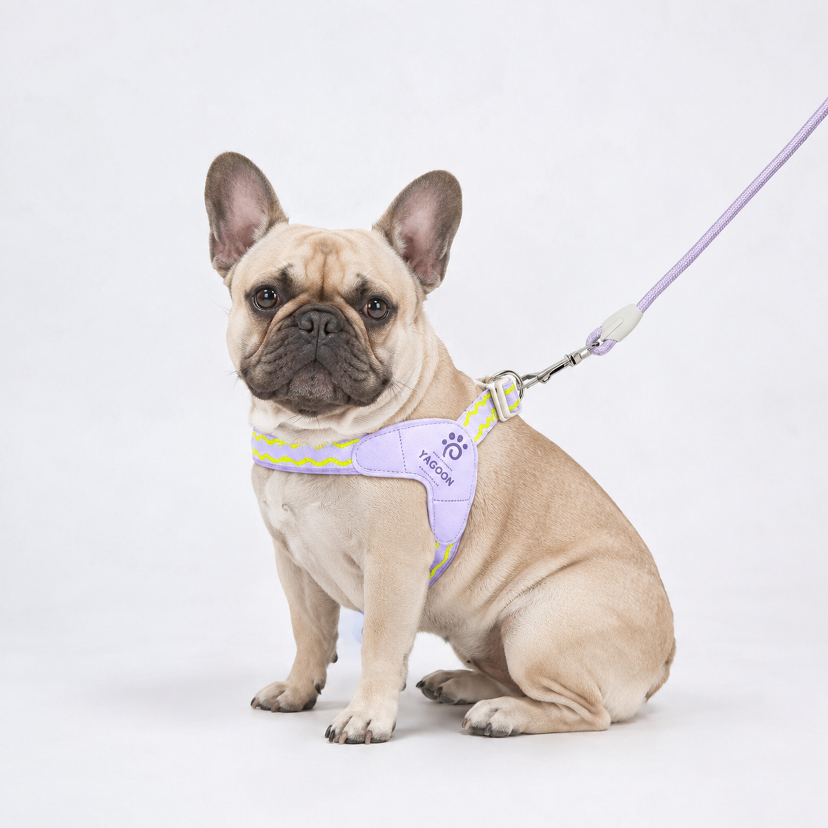 French Bulldog saddle harness in sky blue