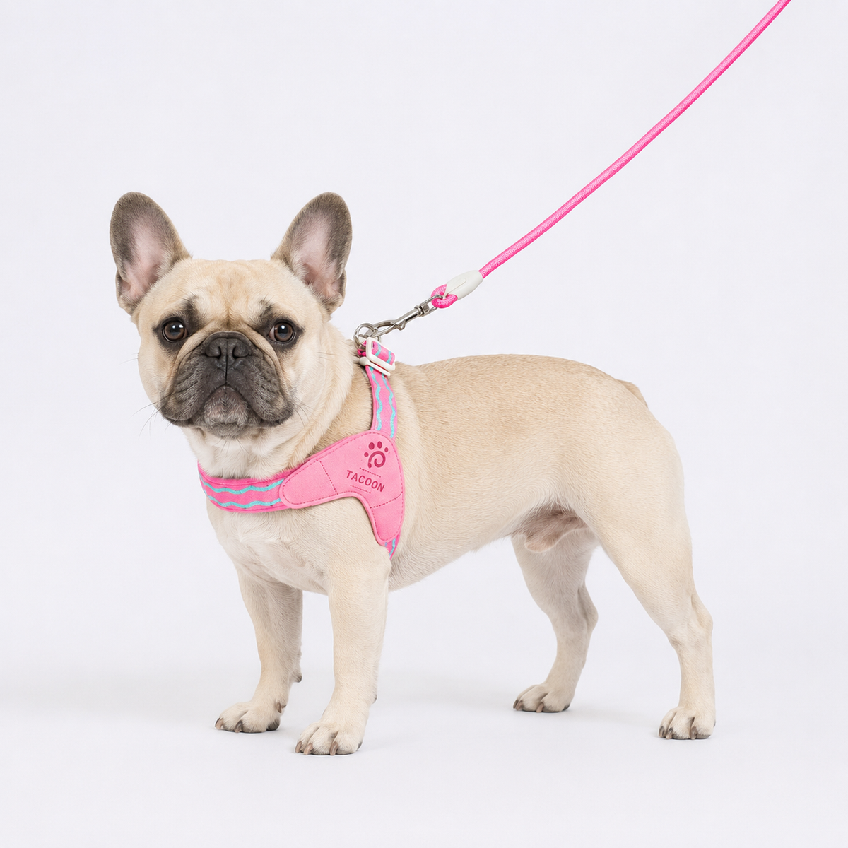 French Bulldog saddle harness with a padded chest panel