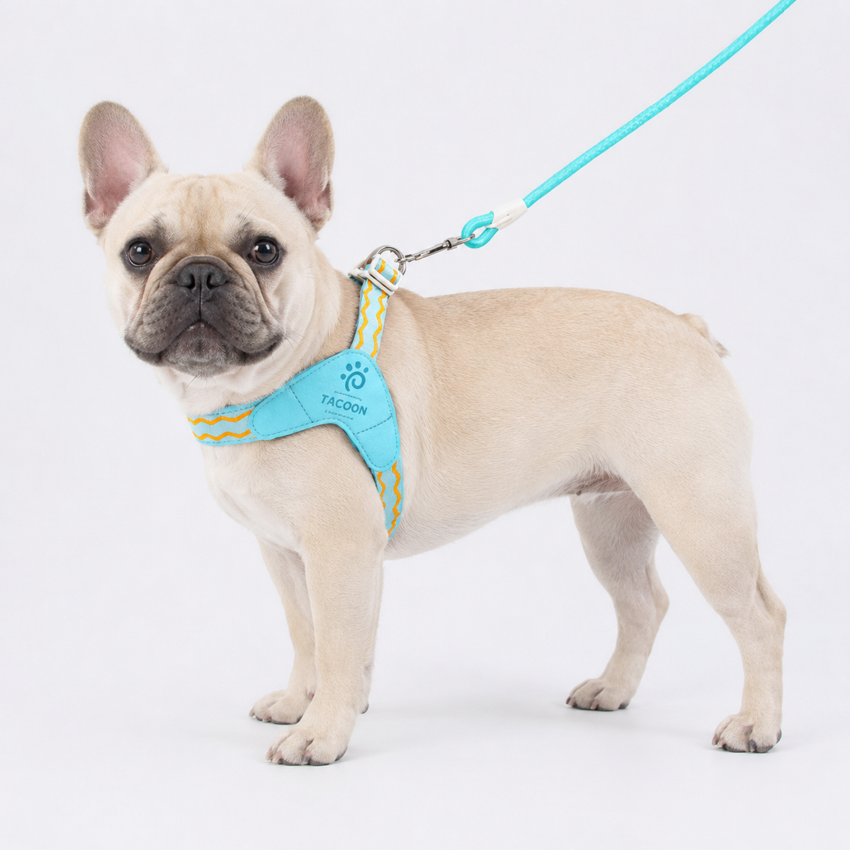 French Bulldog harness with double D-rings and adjustable webbing