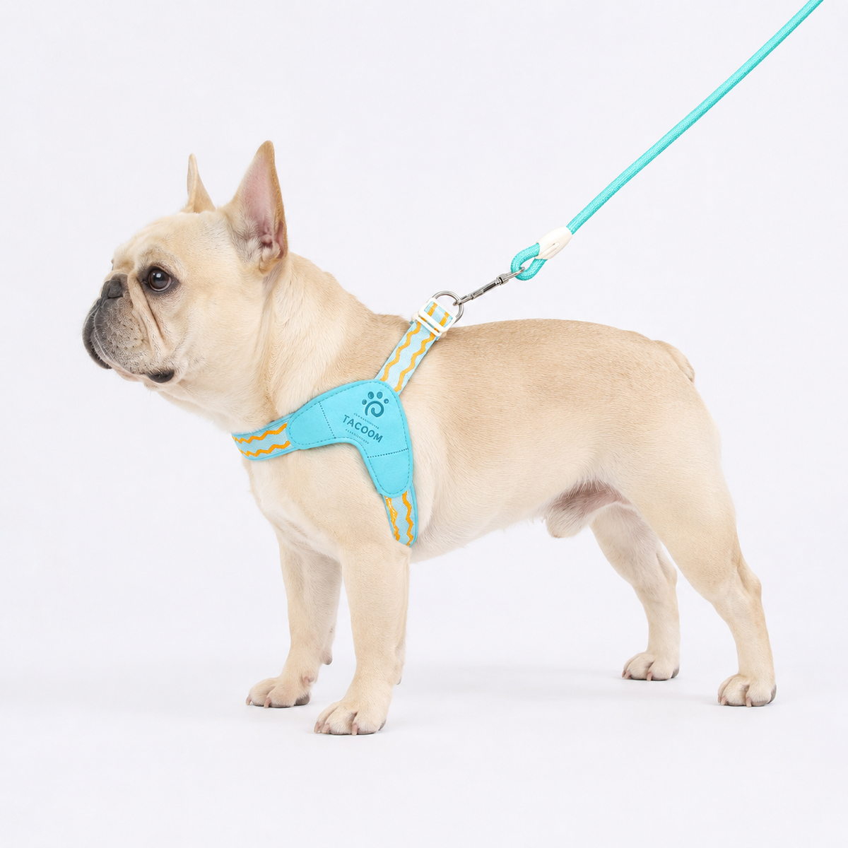 French Bulldog saddle harness with a quick-release buckle