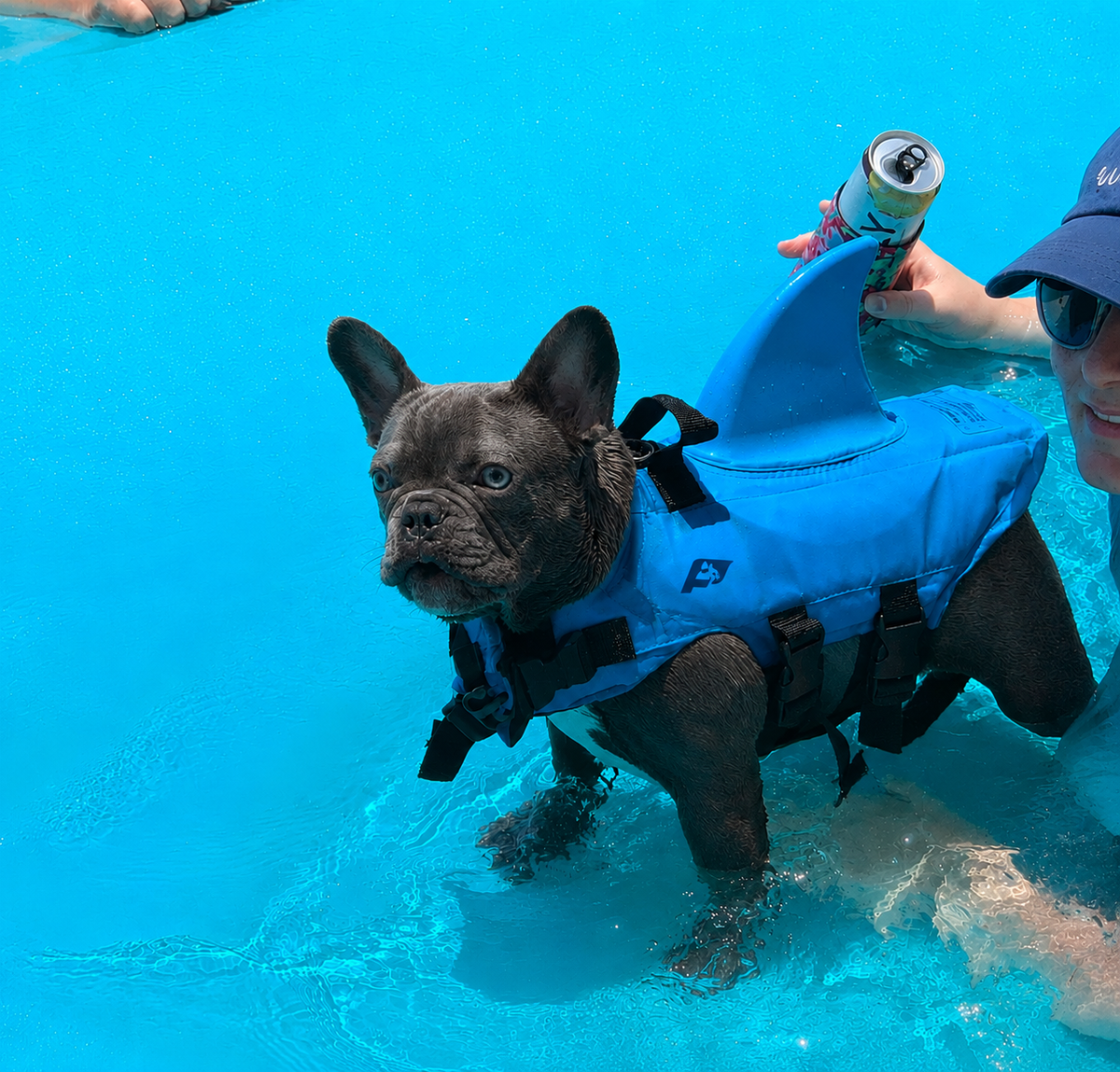 French Bulldog life vest with a wide underbelly support section