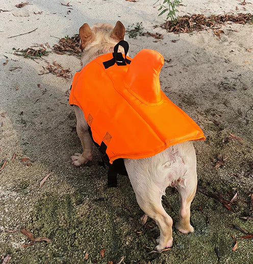 French Bulldog shark fin life vest in blue