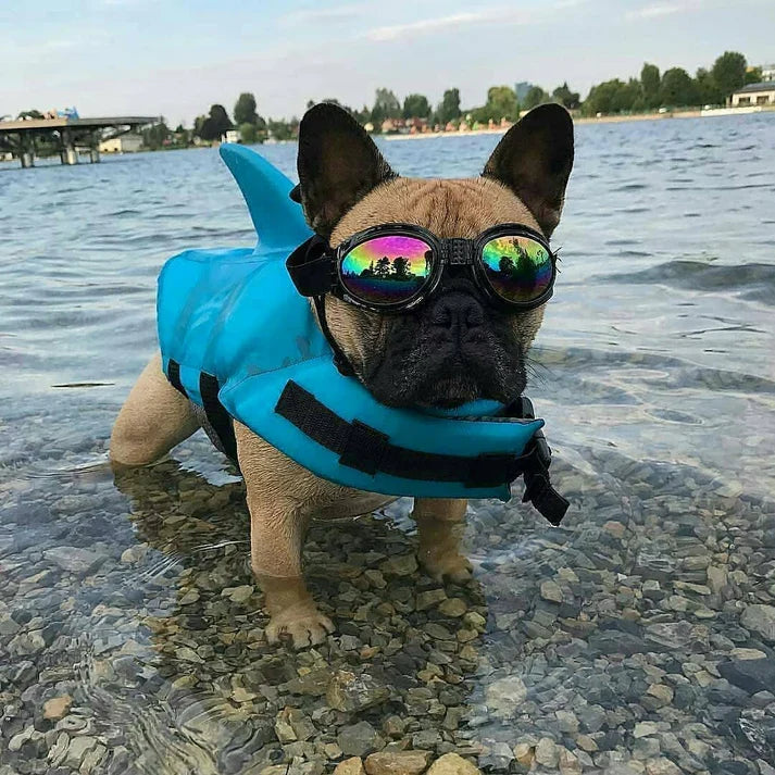 French Bulldog shark fin life vest in orange
