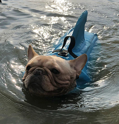 French Bulldog life vest with adjustable neck and belly straps