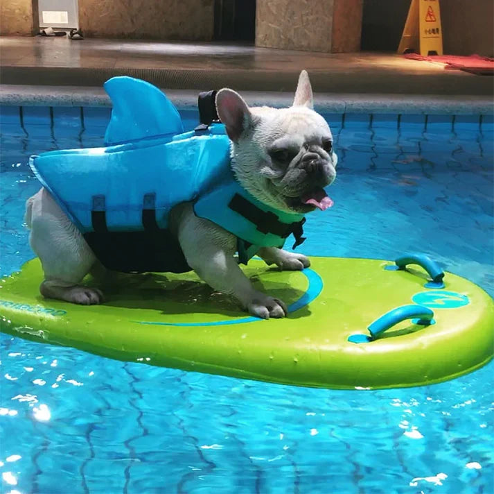 French Bulldog life vest with quick-release buckles