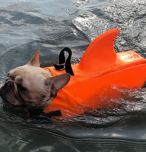 French Bulldog shark fin life vest in blue