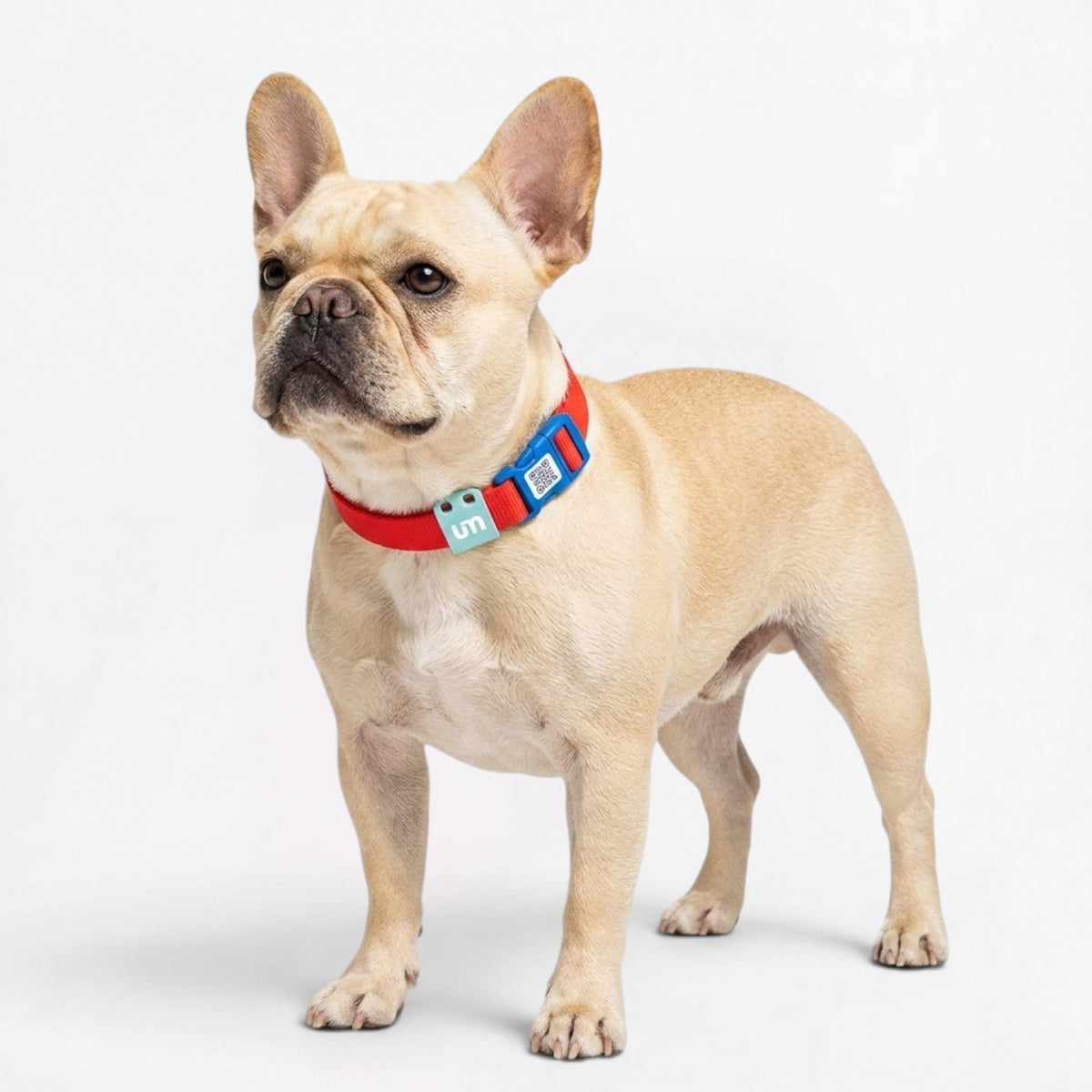 French Bulldog reflective collar in PVC-coated webbing that resists water and odor