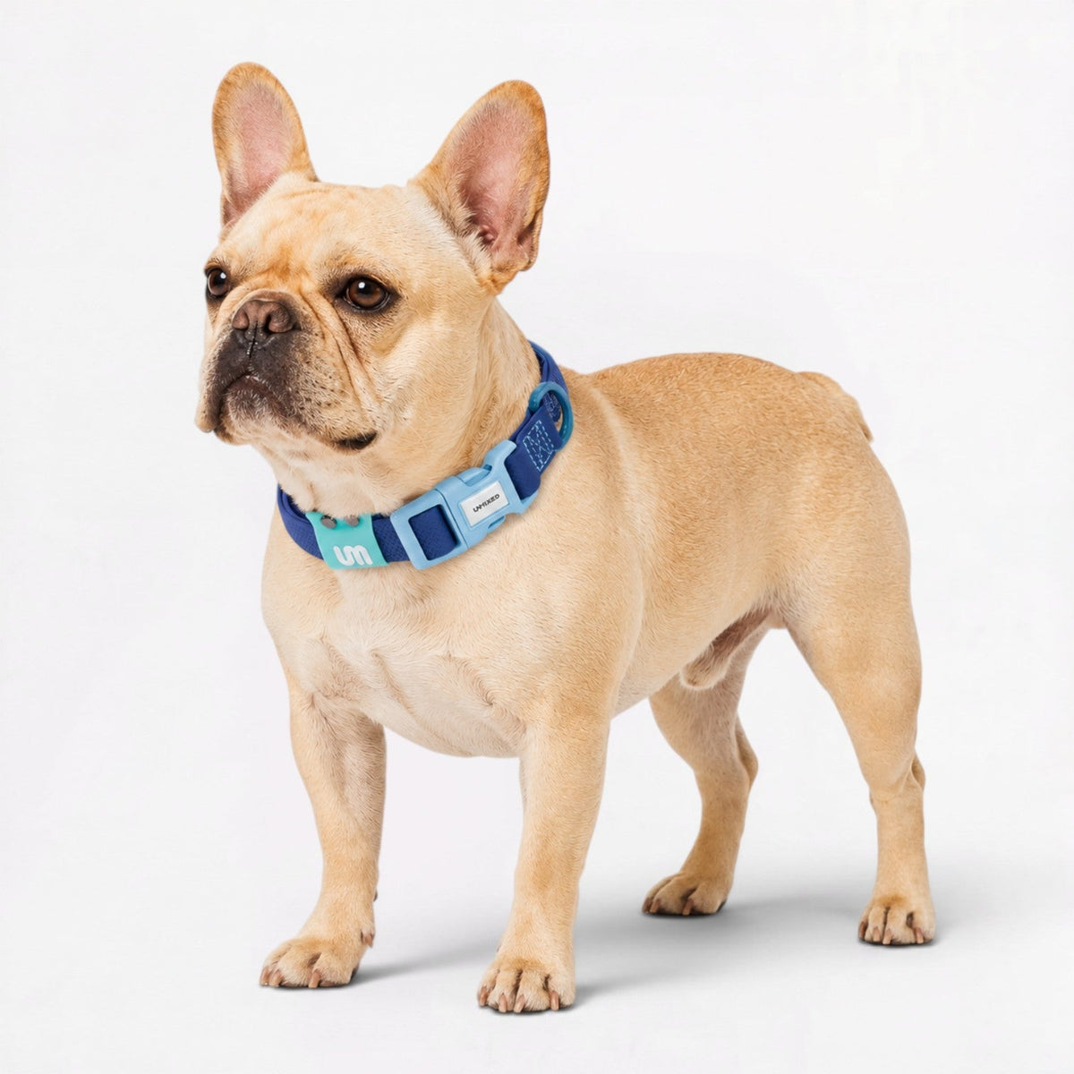Soft, flexible French Bulldog collar that does not stiffen or dig in over time