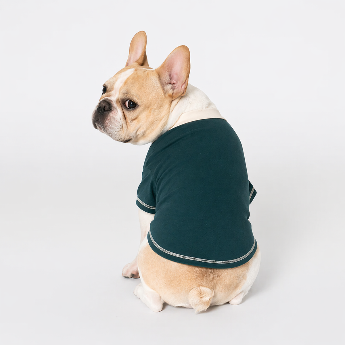 Short sleeved Frenchie sweatshirt that pulls over the head in one movement