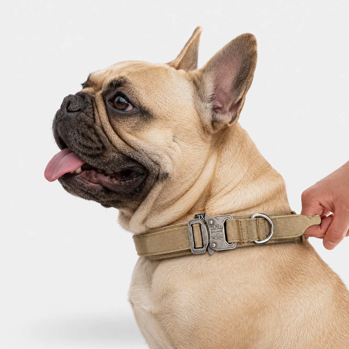 Padded tactical collar for French Bulldogs with a built-in control handle