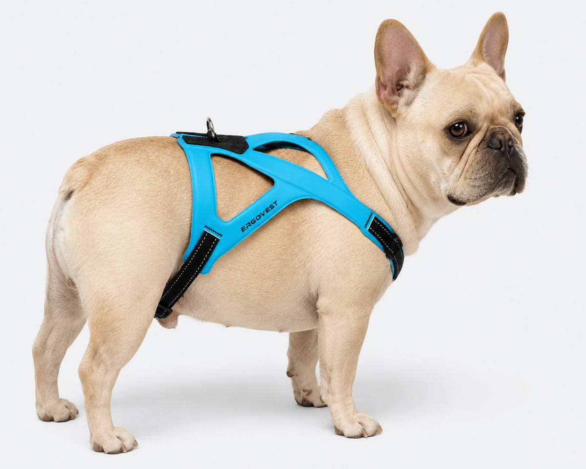 No-pull French Bulldog chest harness that keeps tension off the neck