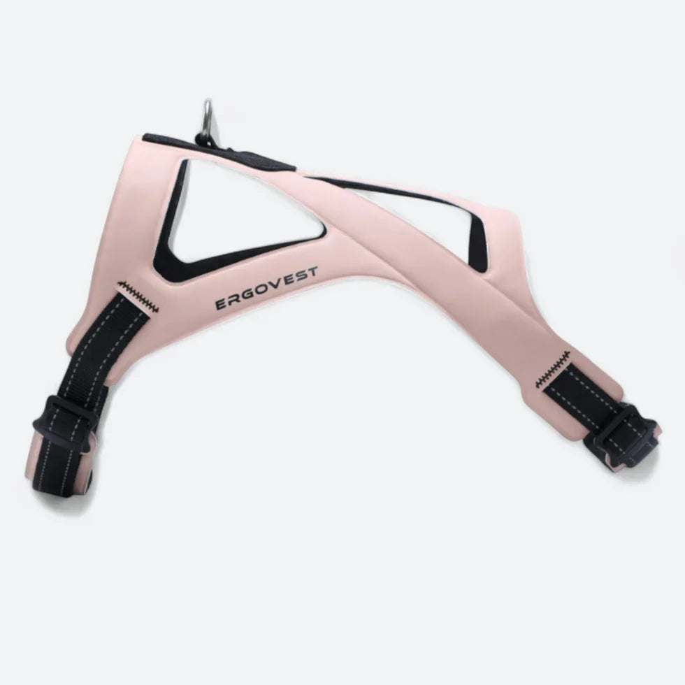 French Bulldog chest harness with a single buckle and a top D-ring