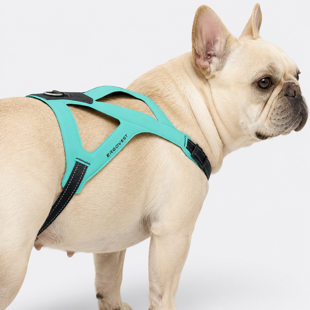 Ultra-light strap-style chest harness for French Bulldogs