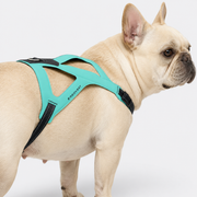 Ultra-light strap-style chest harness for French Bulldogs
