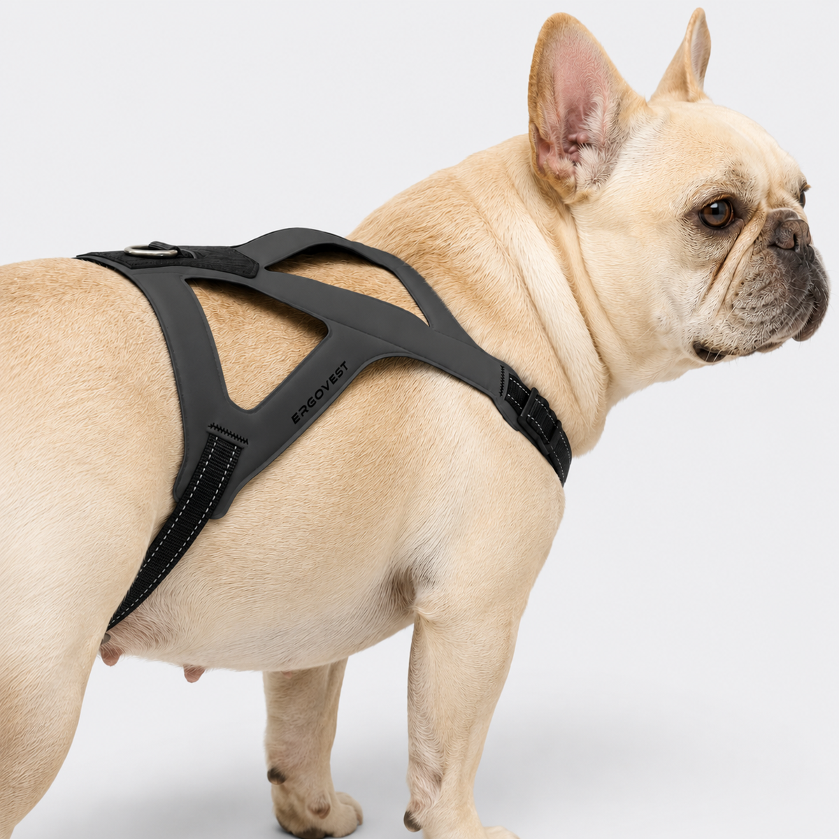 French Bulldog strap harness that leaves the back uncovered for airflow