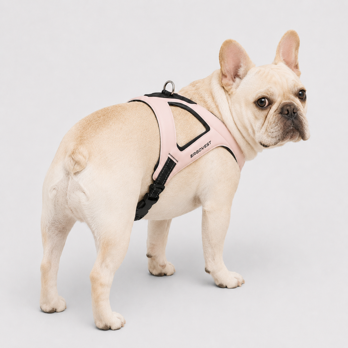 French Bulldog chest harness in Tiffany blue, blue, black, white, red and pink