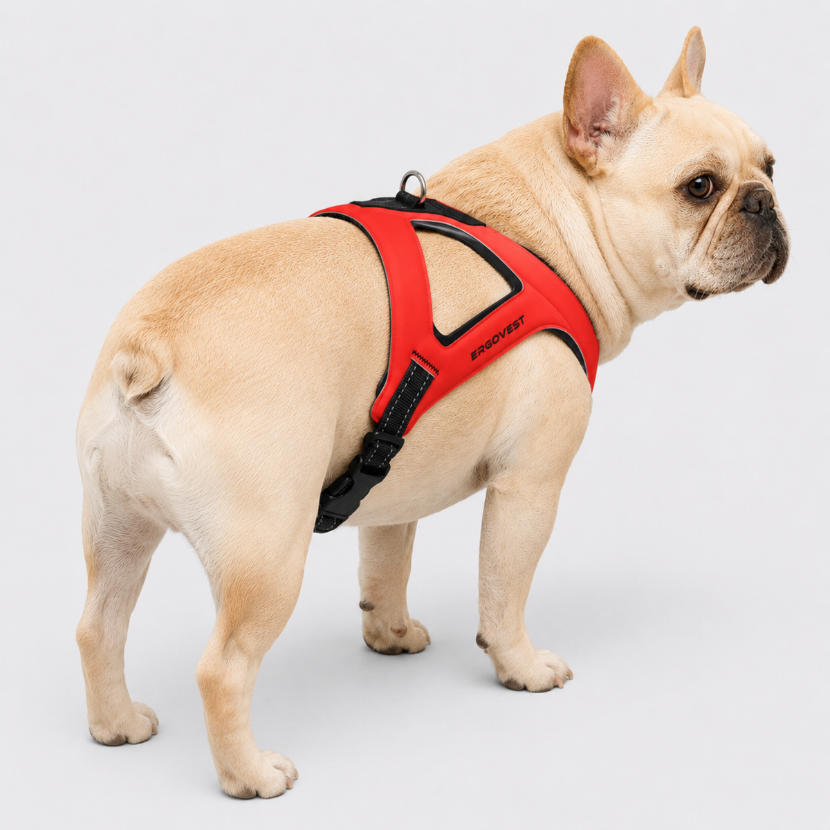 Ergonomic French Bulldog chest harness in numbered sizes 1 to 6