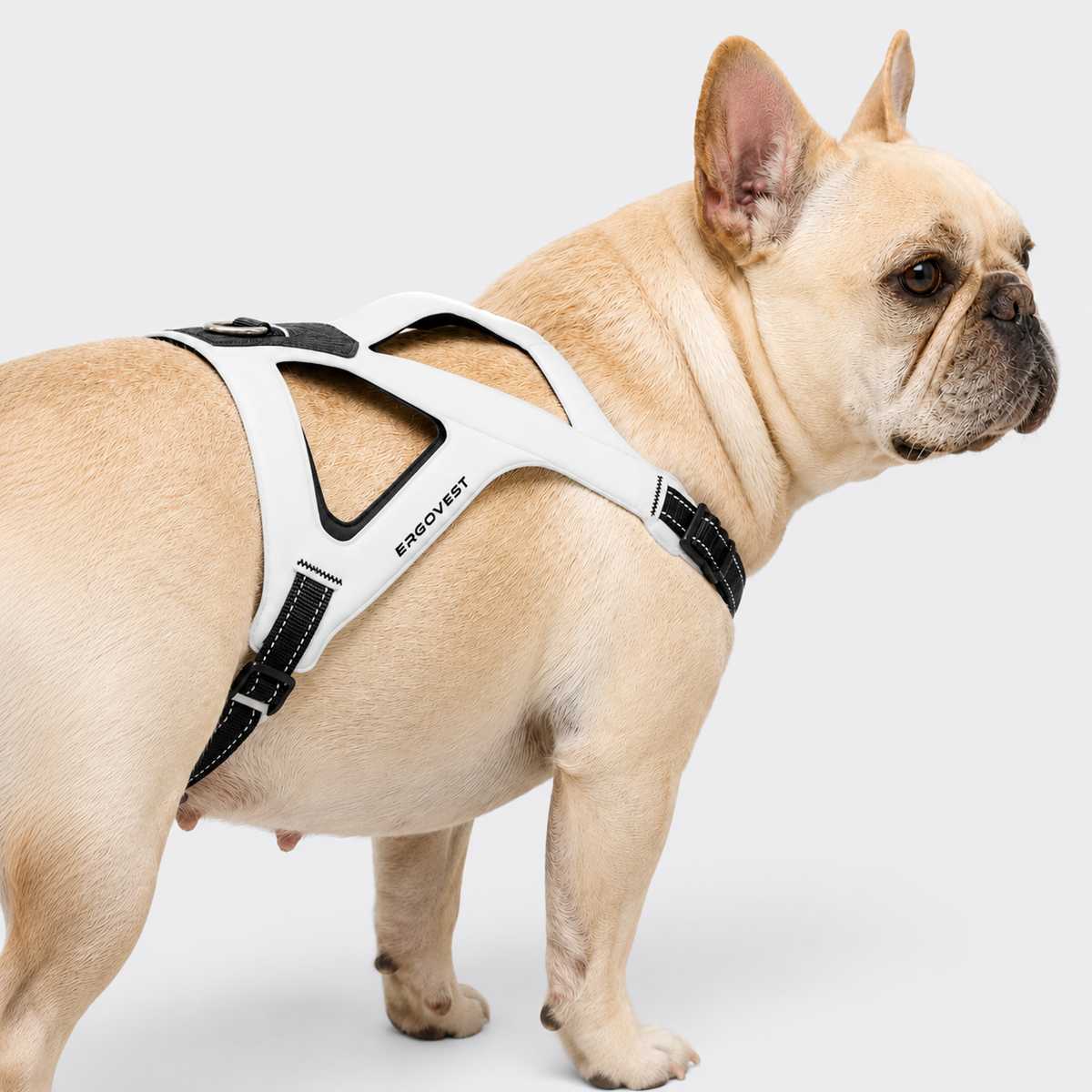 French Bulldog chest harness with a single buckle and a top D-ring