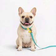 French Bulldog collar and leash set with a waterproof EVA silicone coating