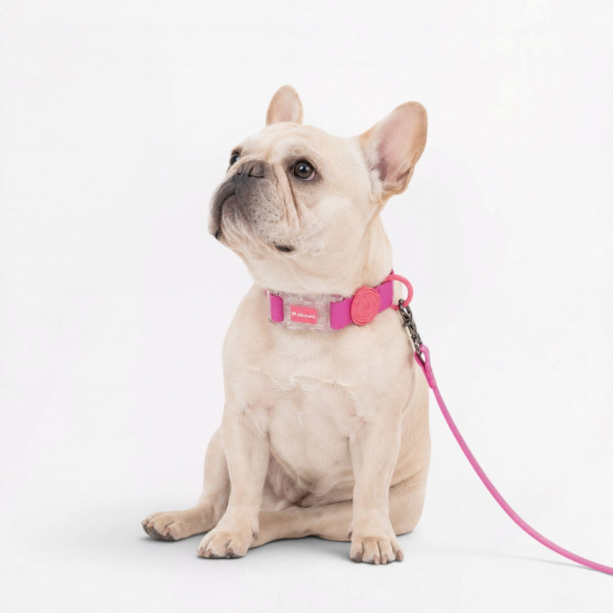 French Bulldog collar with a nylon inner layer under the silicone outer coating