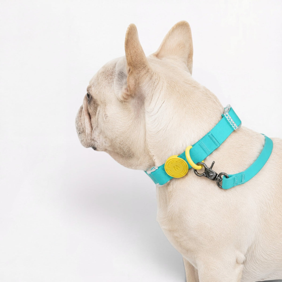 French Bulldog collar with a stainless steel D-ring in an anti-rust finish