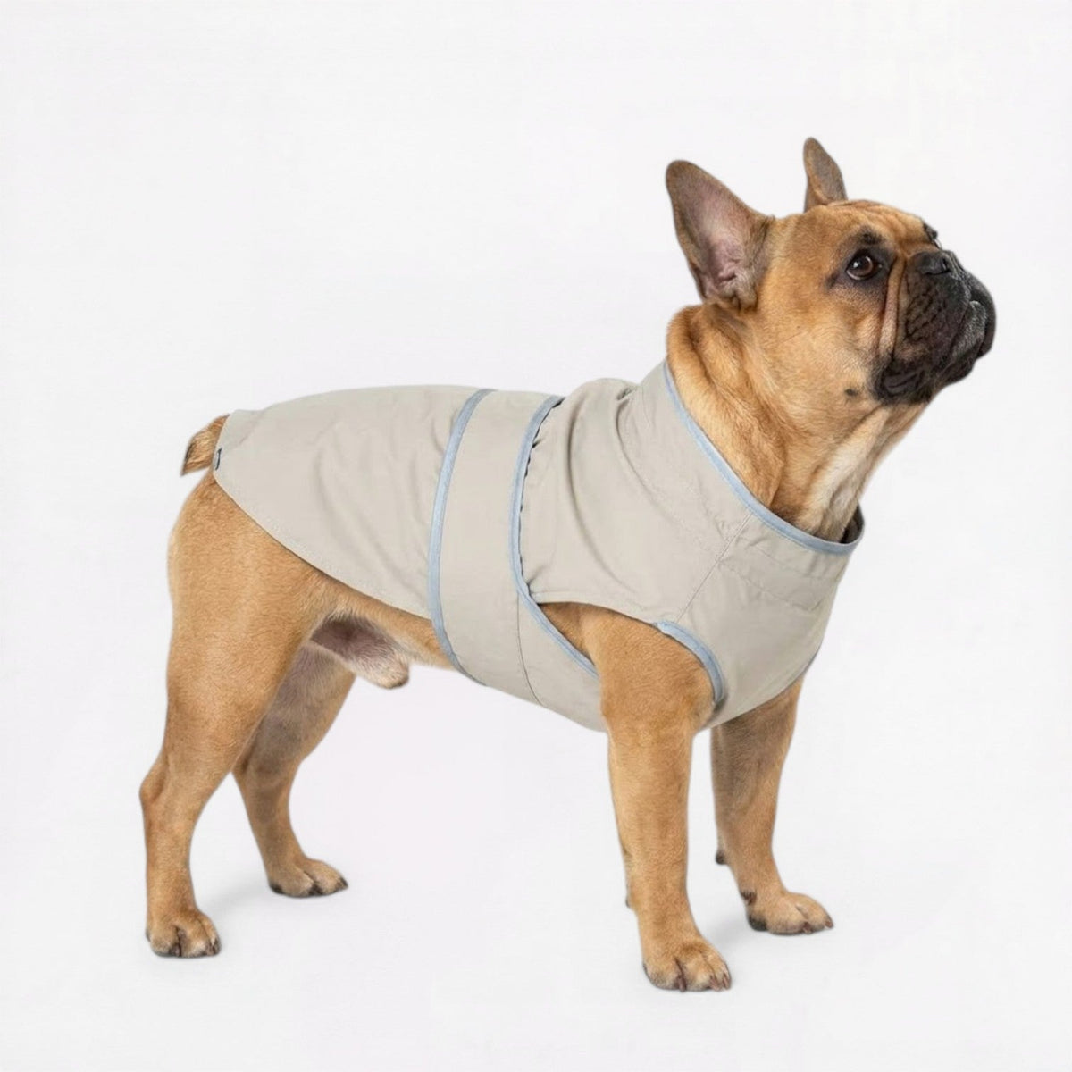 Heavy duty dog coat for French Bulldogs with high-neck coverage and reflective trim