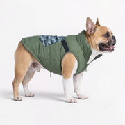 French Bulldog winter jacket with a back utility pocket for treats or keys
