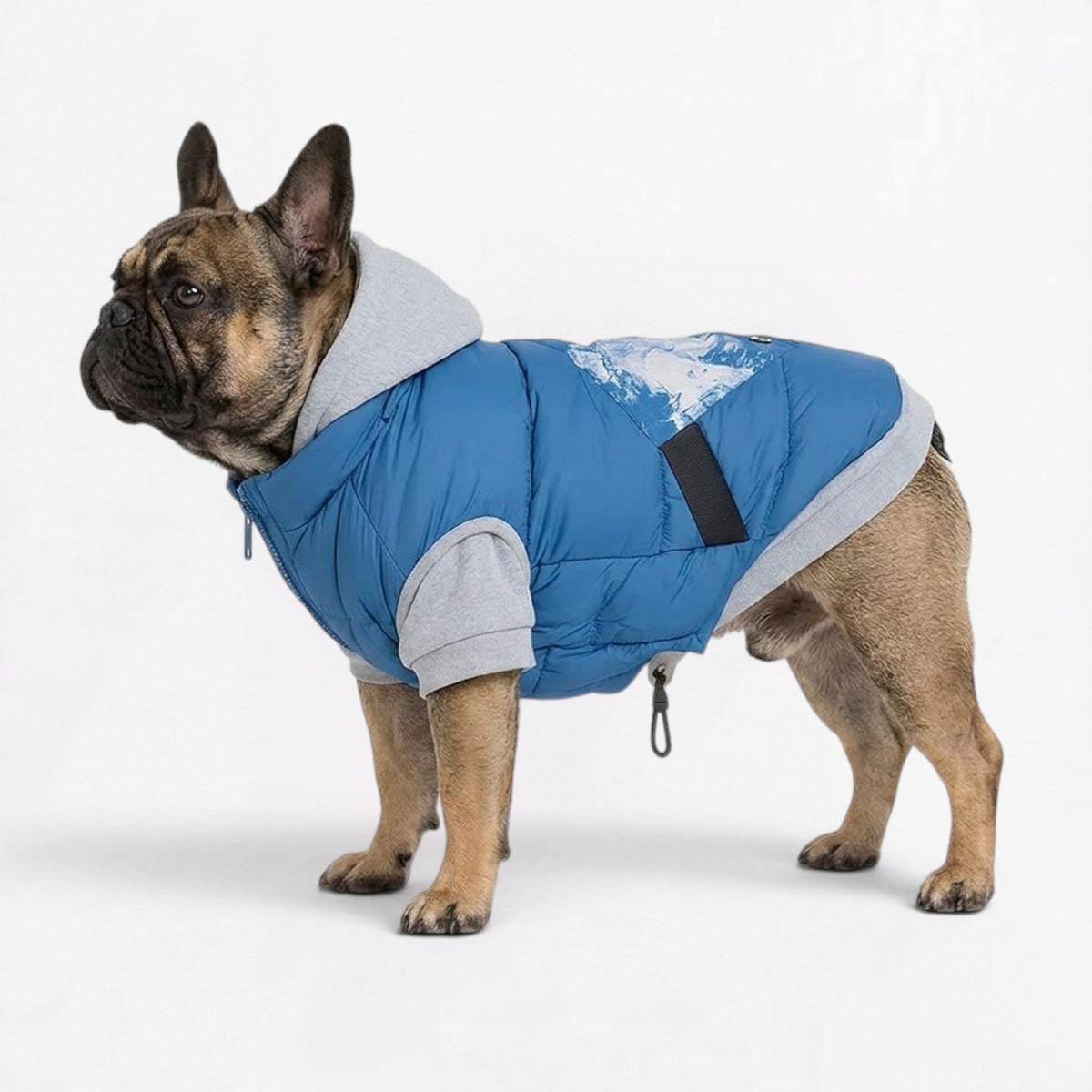 Waterproof padded dog winter jacket for French Bulldogs with a zip closure